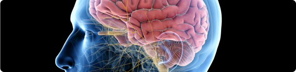 a brain illustration in x-ray mode